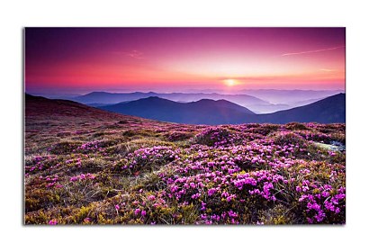 Fototapeta Mountain Rhododendrons 24800